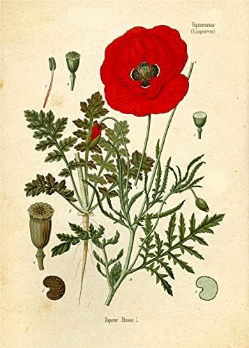 Ink Inc. Ботанически Щампи с Горски растения, определени от 9 теми Начало декор с размер 5x7, Стенно Изкуство, Диви Цветя,